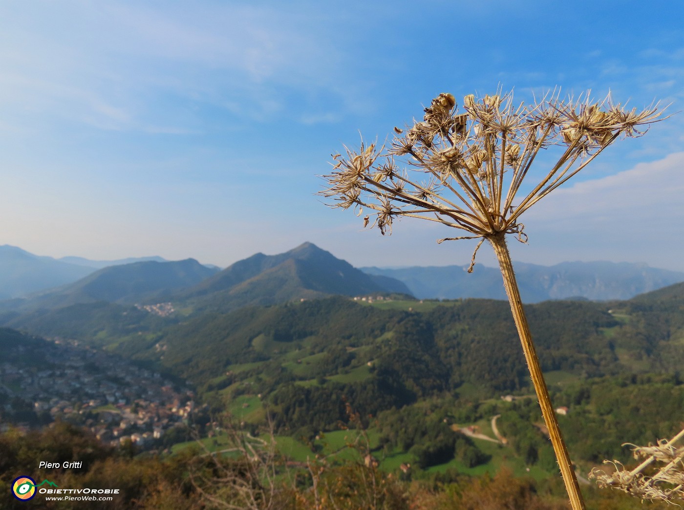 20 Heracleum sphondylium (Panace) con vista verso il Monte Gioco.JPG